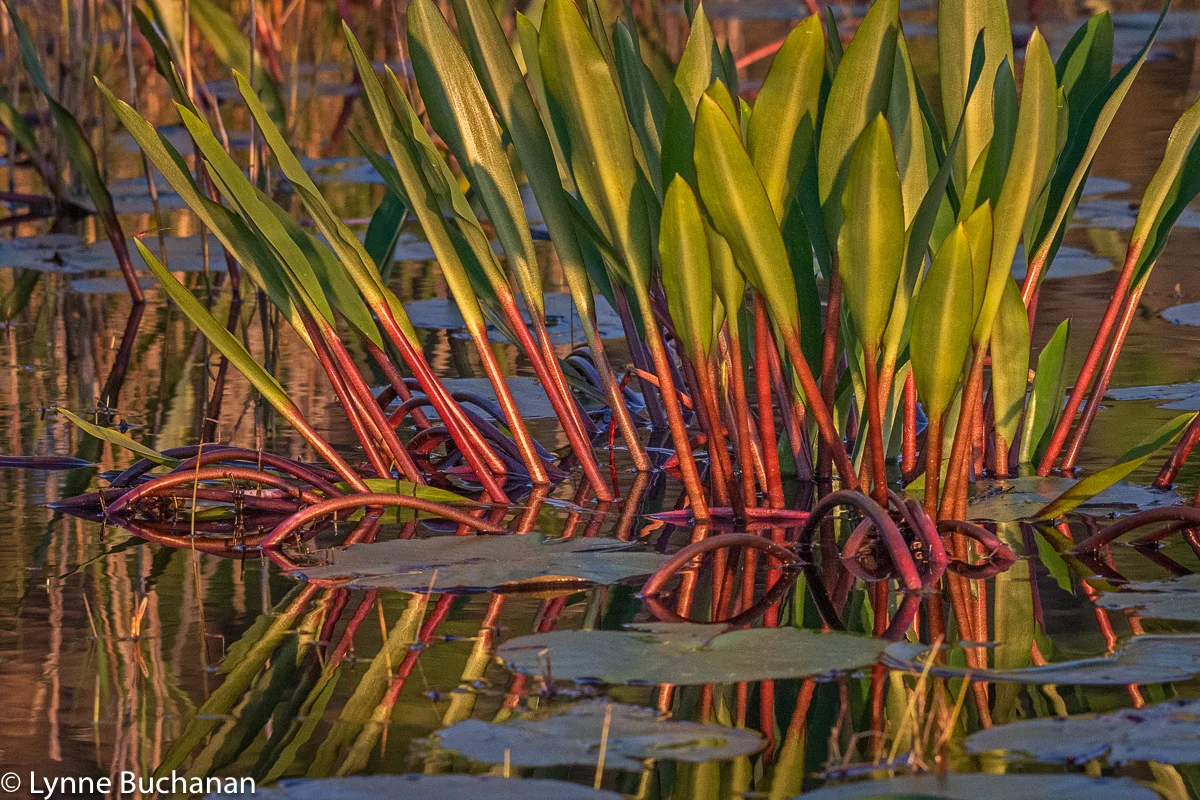 Okefenokee Never Wet Plants in the Golden Hour