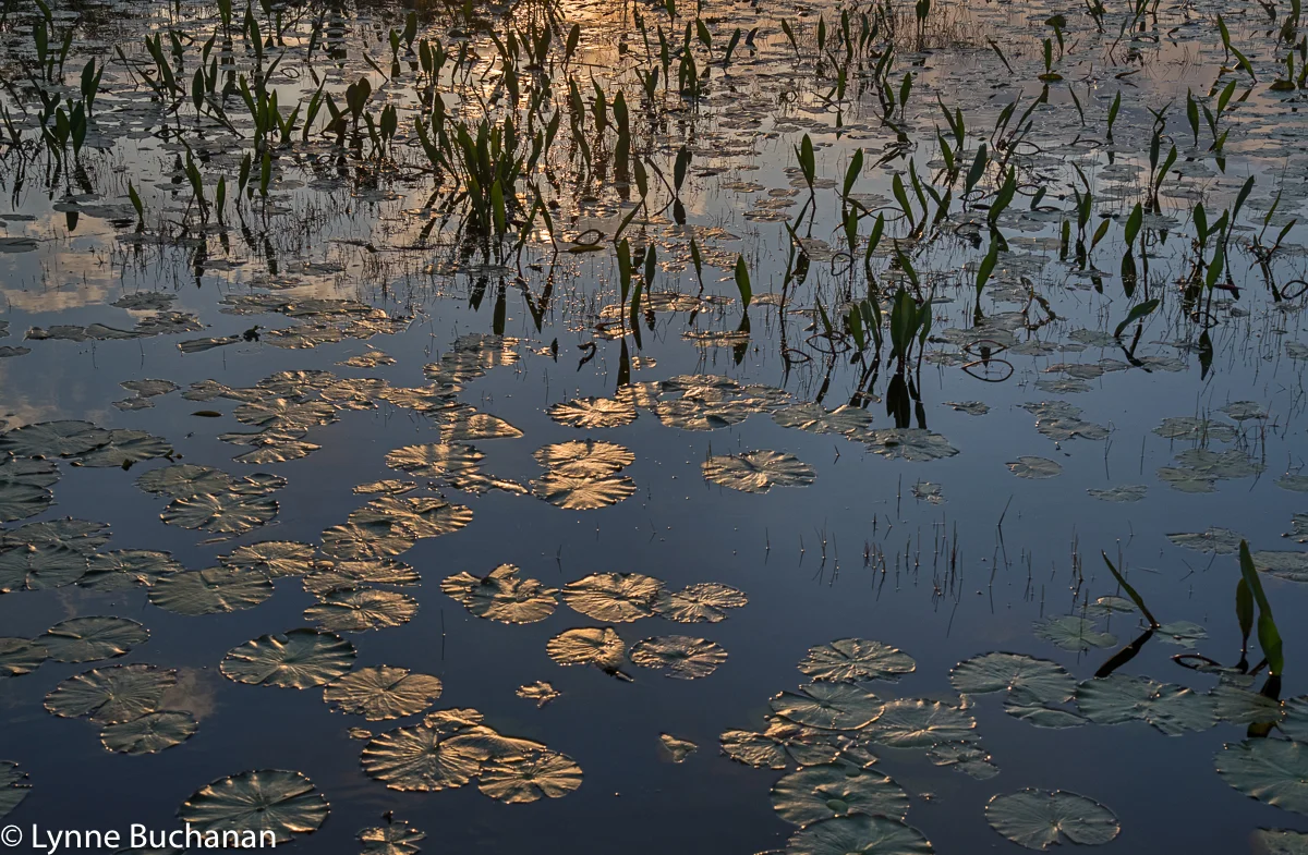 Okefenokee Swamp Golden Lily Pads
