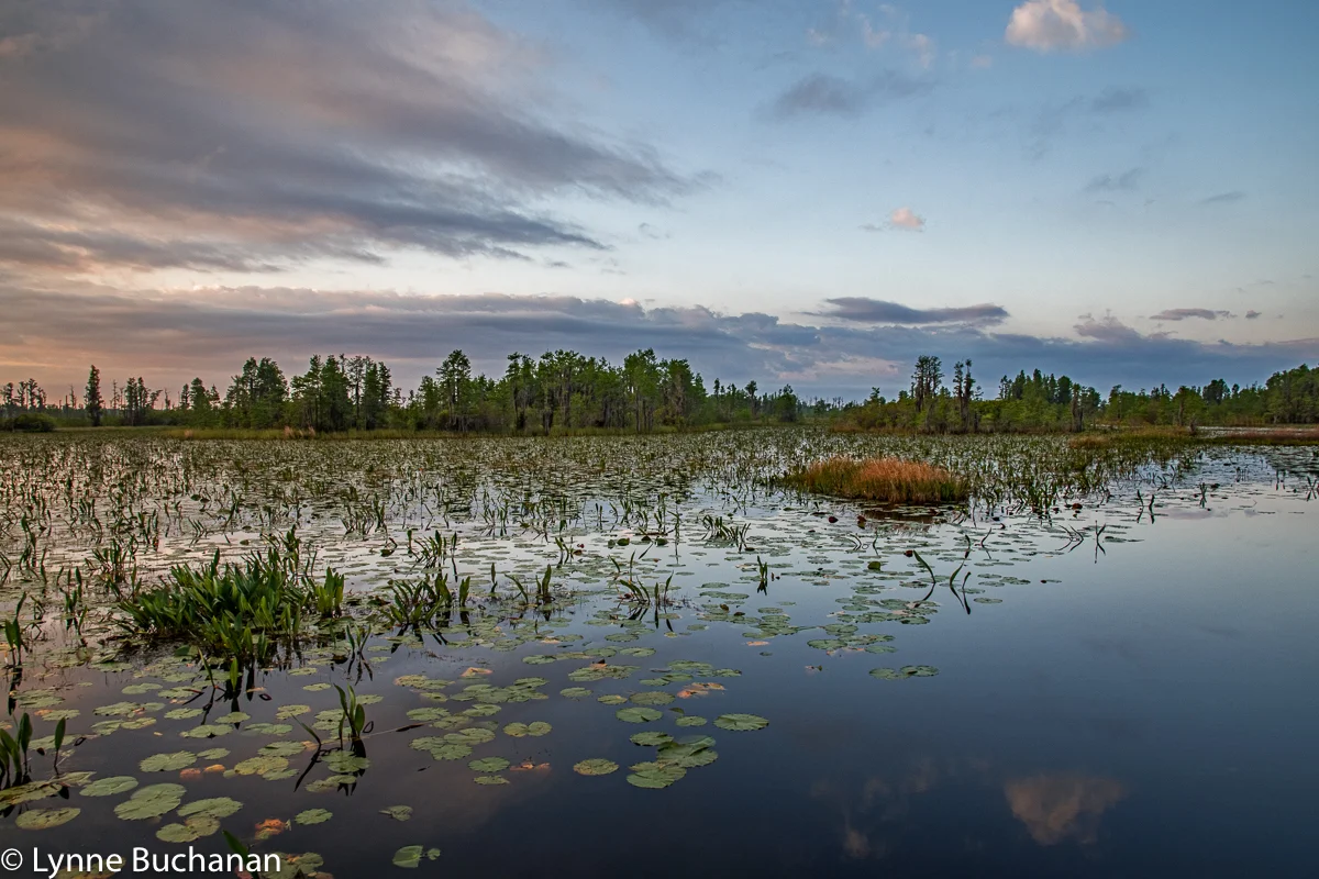 Okefenokee Swamp Diagonals