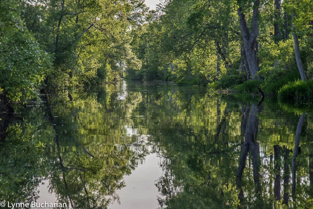 Winding through the Canal Just Before it Emerges into the Grand Prairie in the Okefenokee Swamp