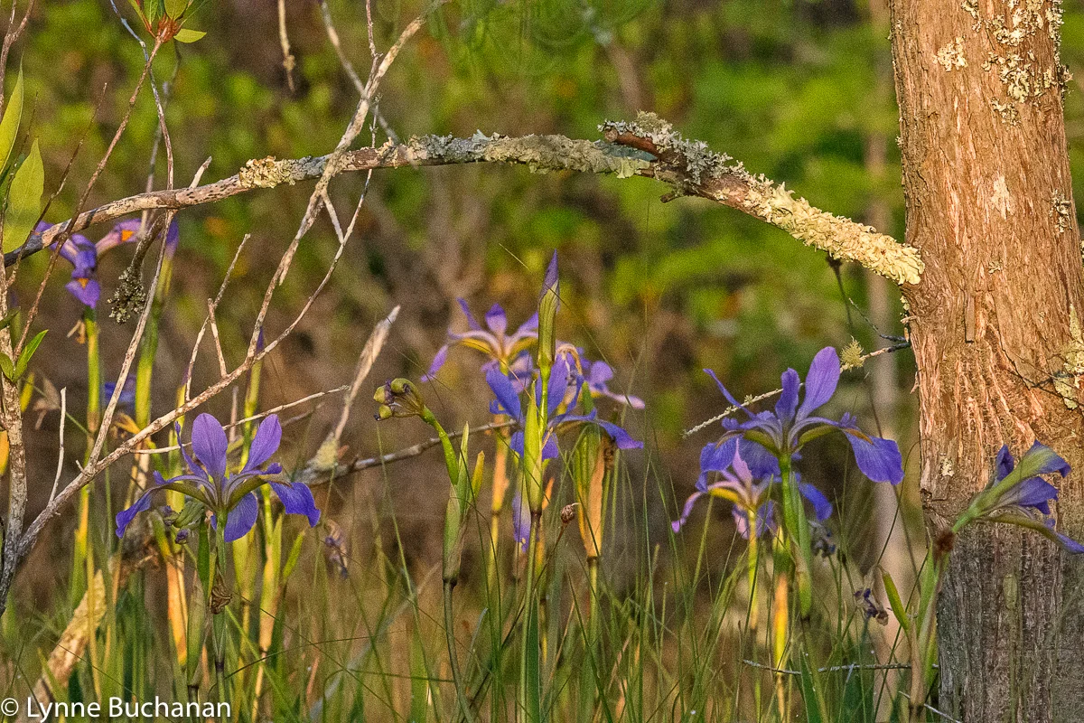 Okefenokee Swamp Wild Iris