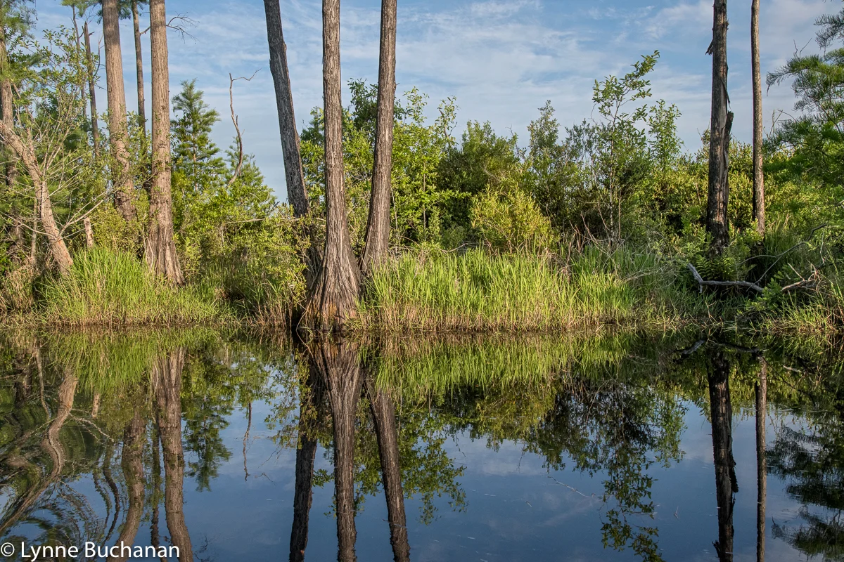 Okefenokee Swamp Tannin Filled Waters Make the Perfect Mirror