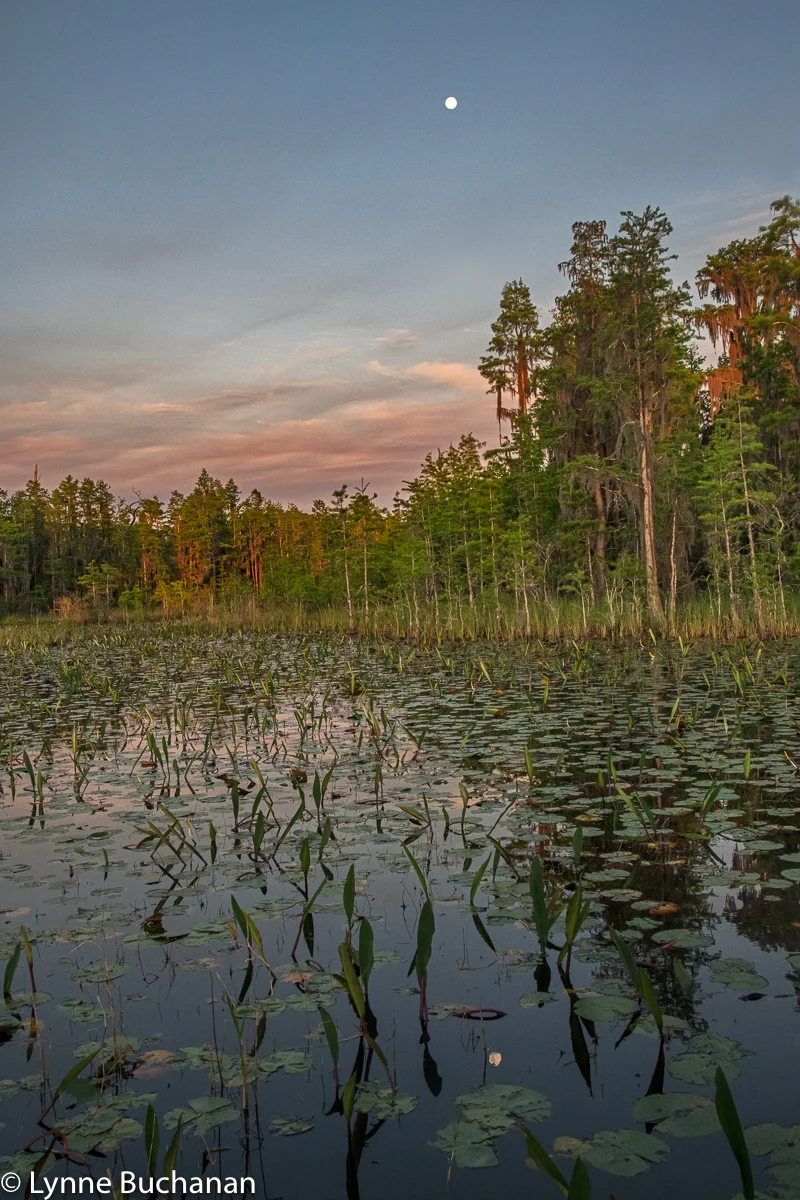 Full Moon with Reflection Over the Okefenokee Swamp