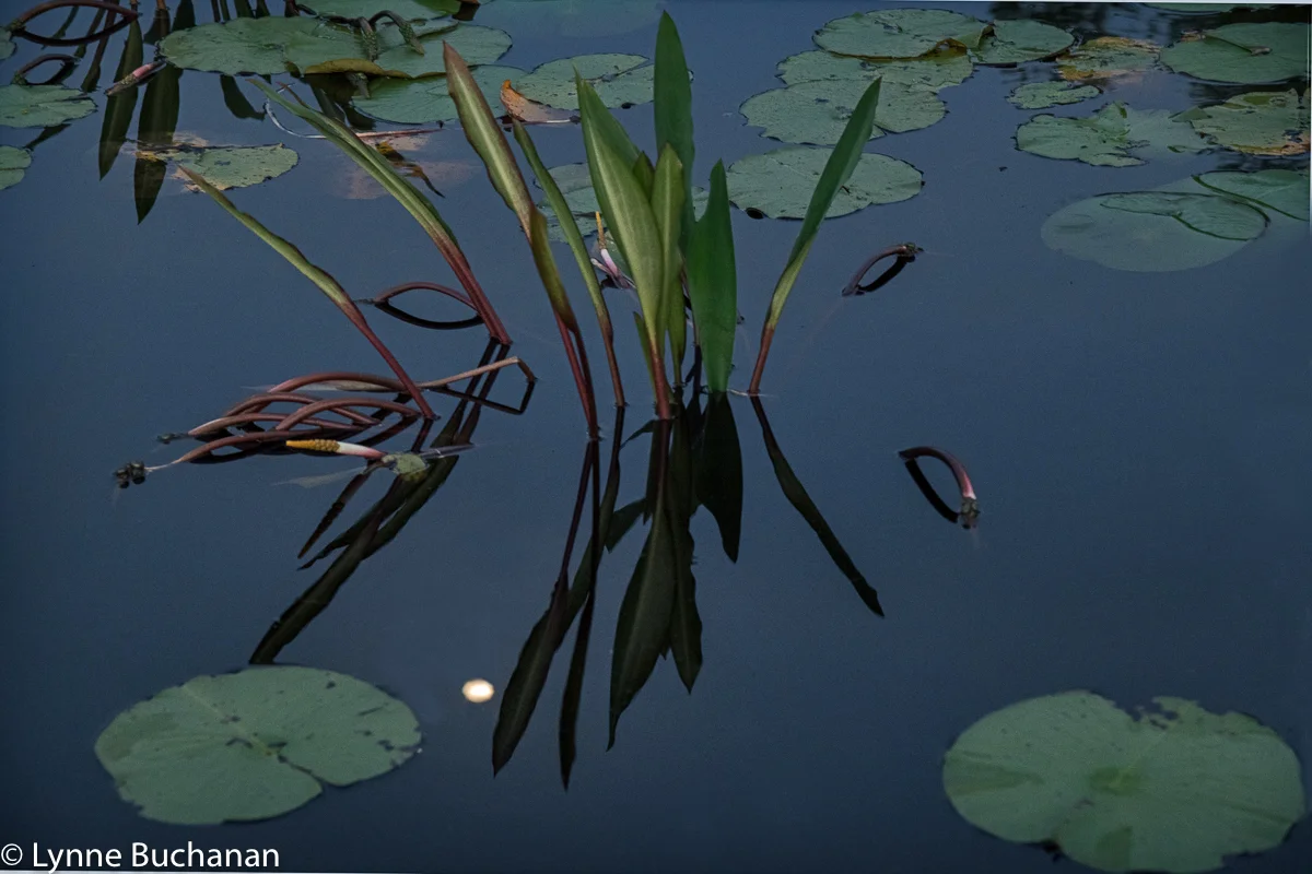 Full Moon with Never Wet and Lily Pads