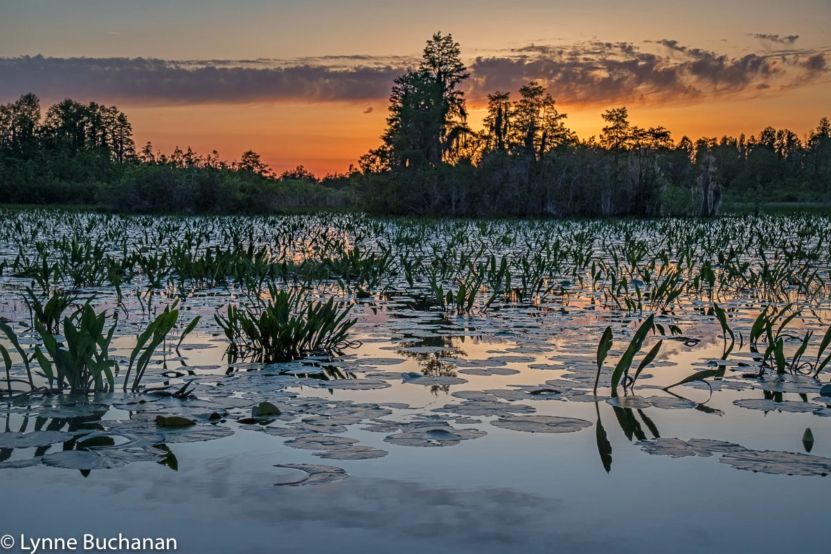 Okefenokee Swamp Last Light2119.jpg