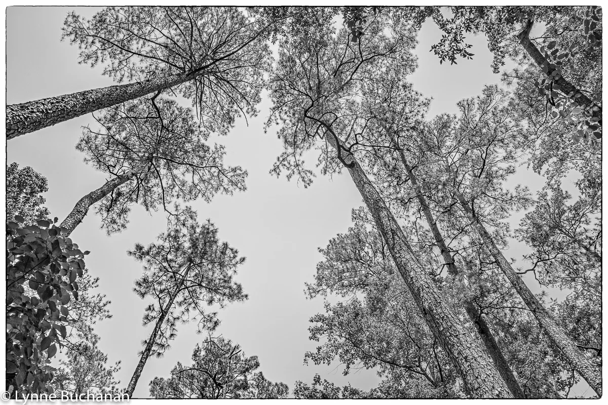 Moody Forest Old Growth Longleaf Pine Canopy
