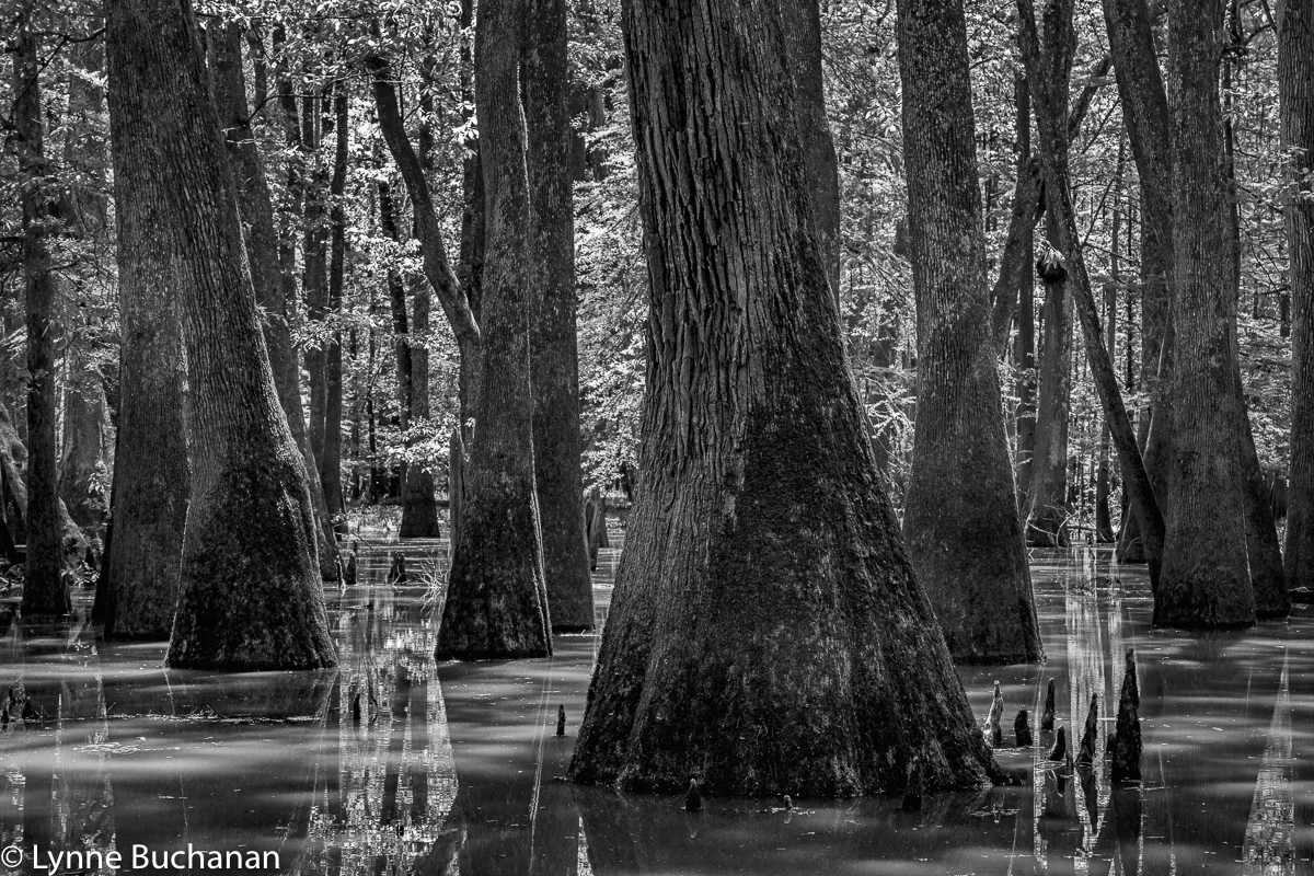 Moody Forest Tupelo-Cypress Geometry