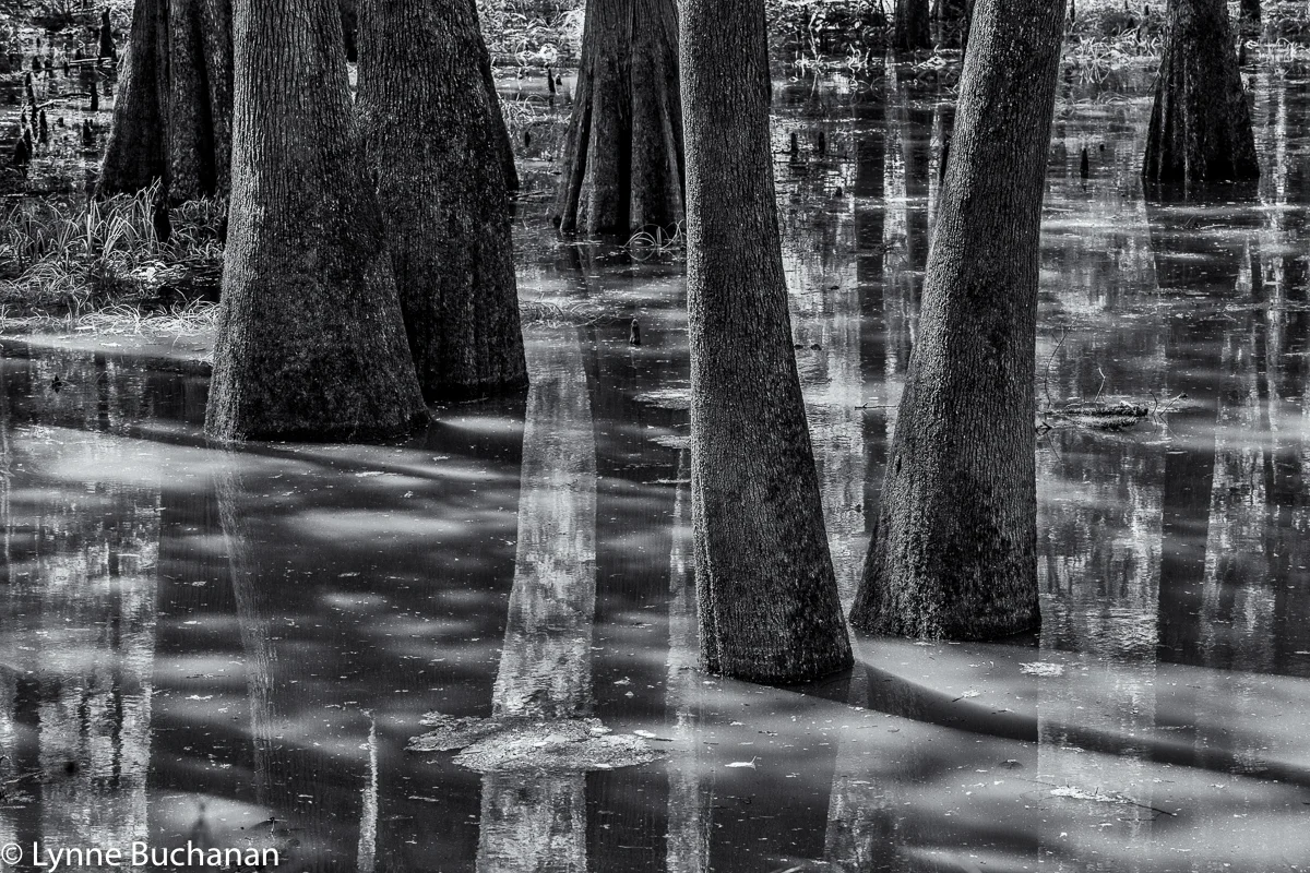 Moody Forest Slough, Tupelo and Cypress Trees with Reflections