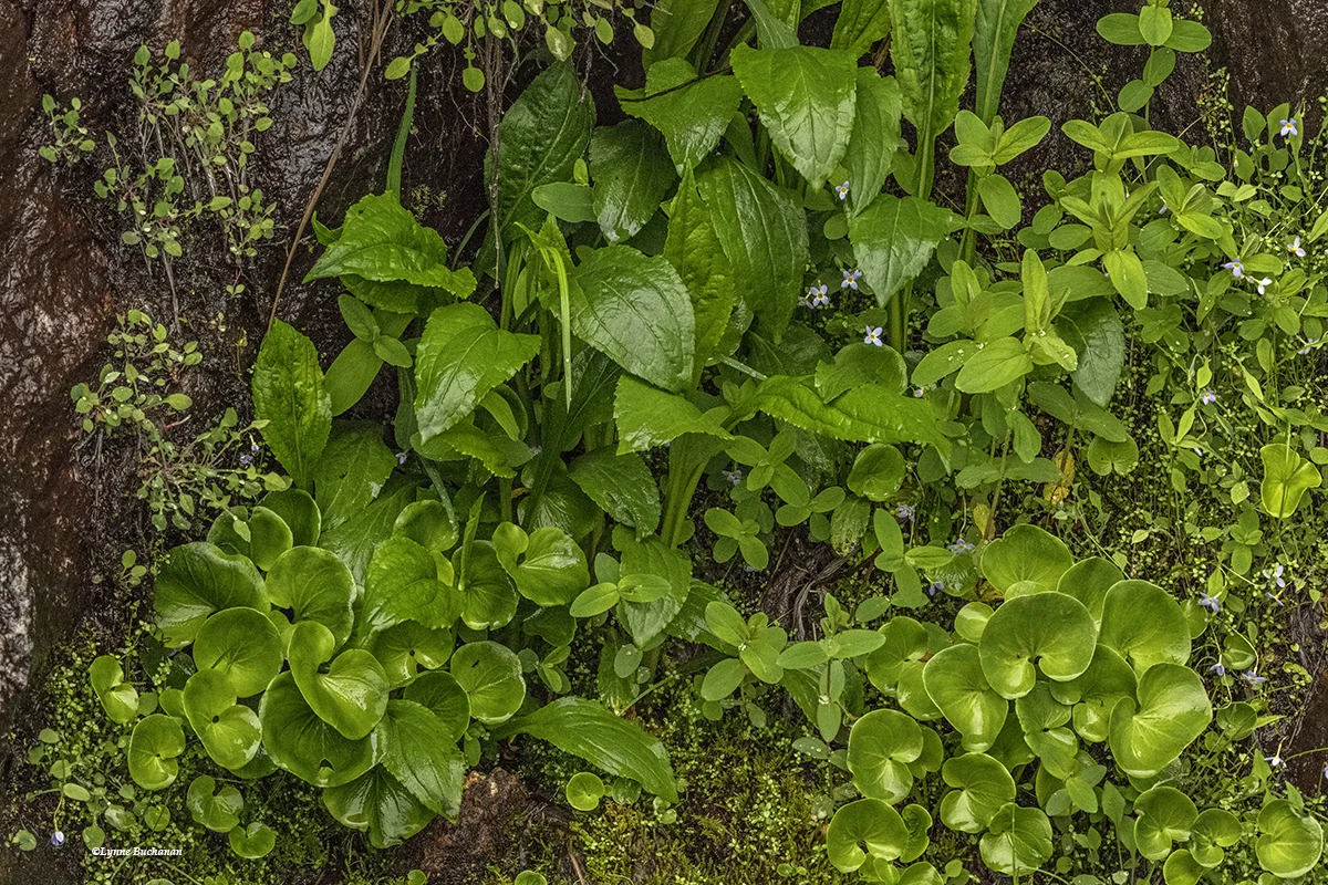 Vertical Bog with Grass of Parnassus