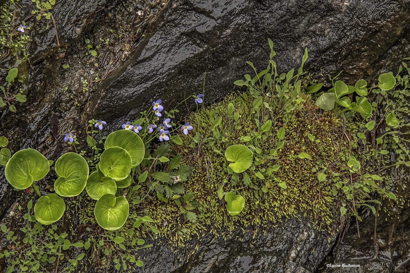 Vertical Bog with Grass of Parnassus, Bluets and Moss