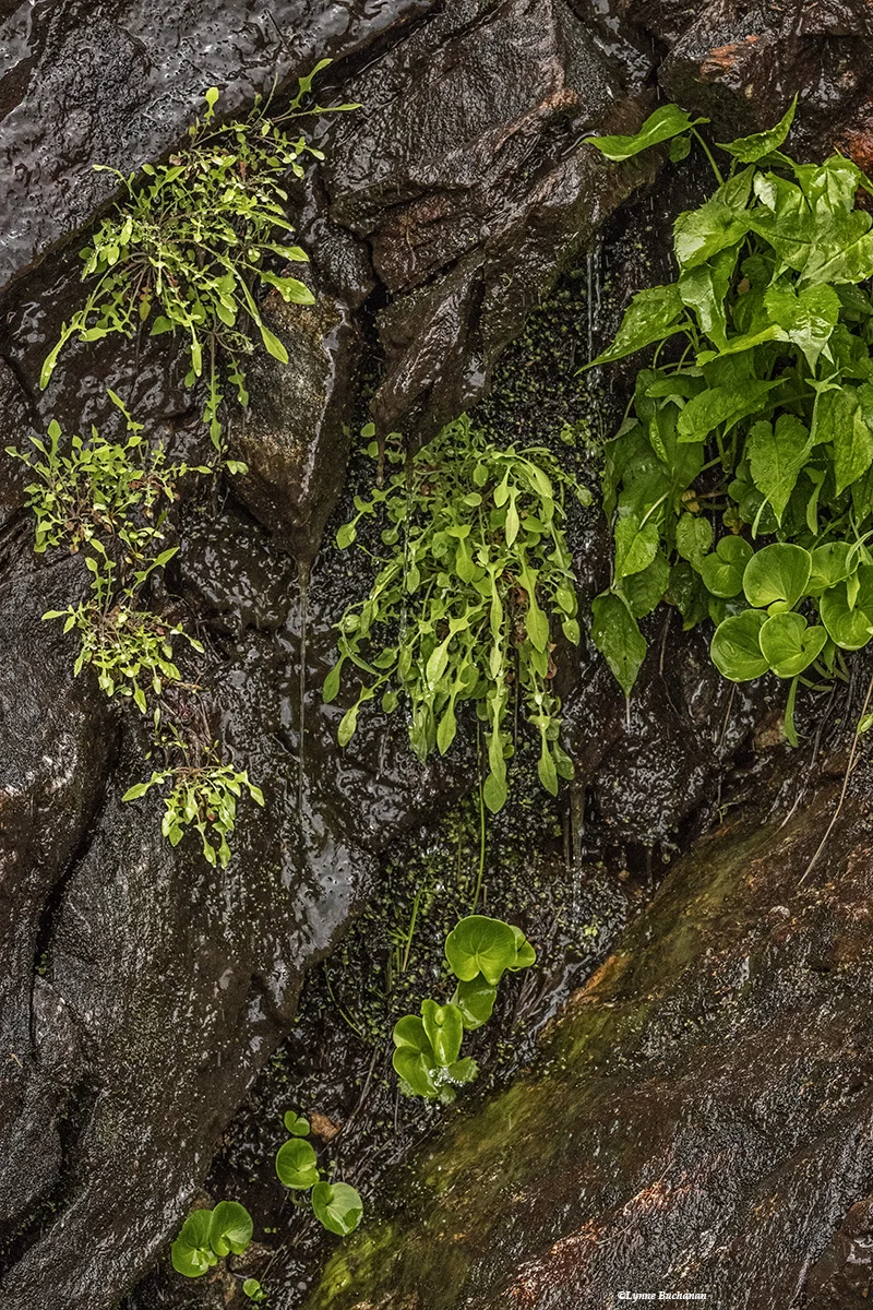 Vertical Bog with Ferns and Grass of Parnassus