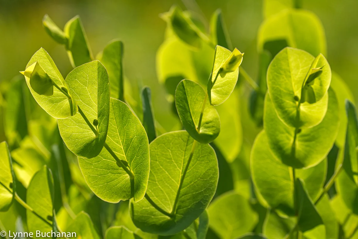 Common Pea