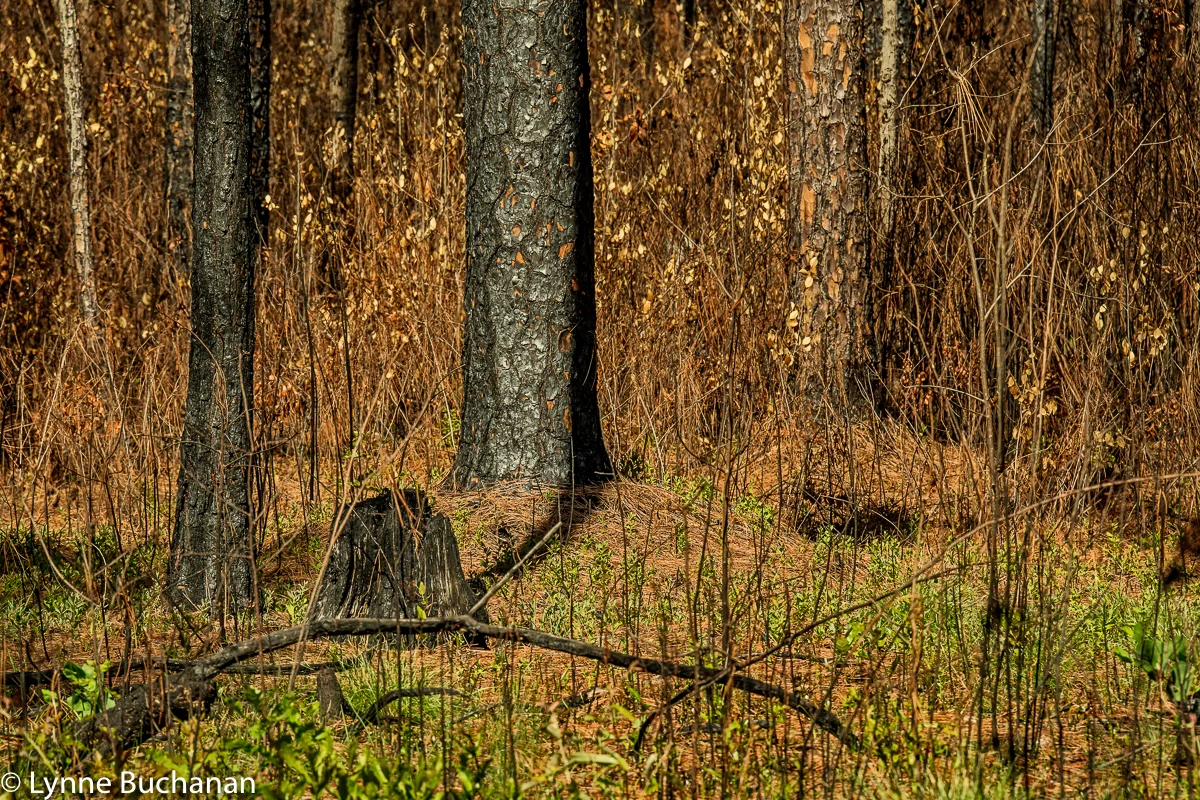 Moody Forest Regenerating After a Burn