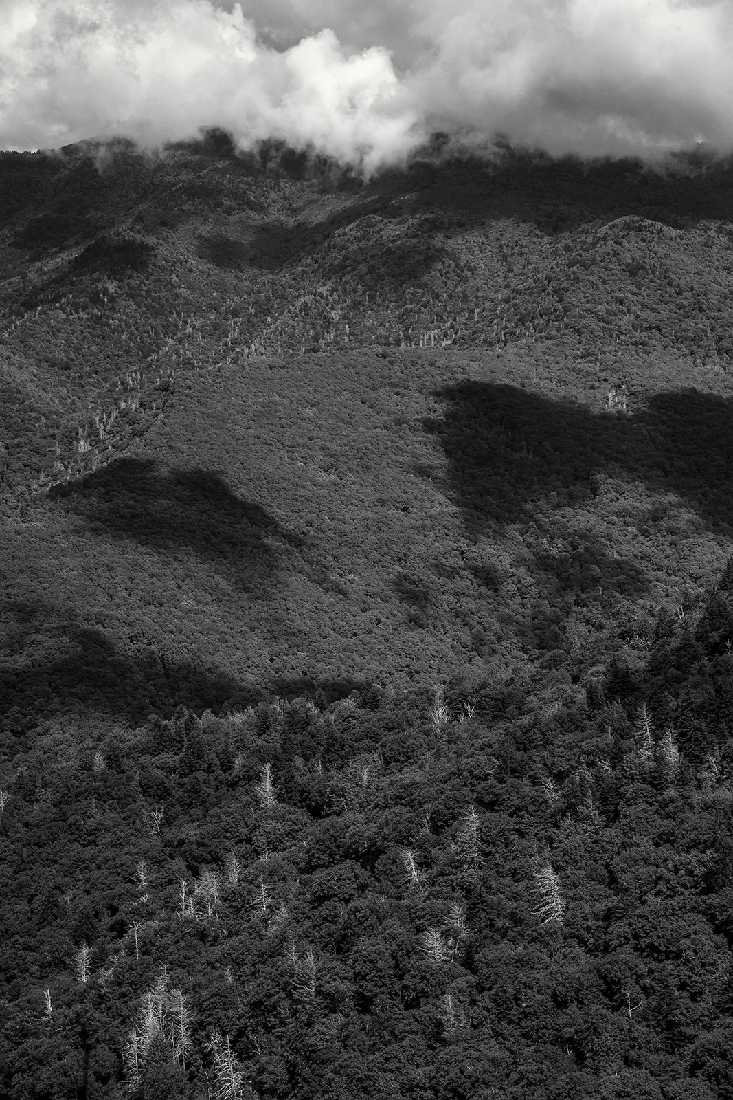 View from Little Butt, Dying Trees in the Blue Ridge