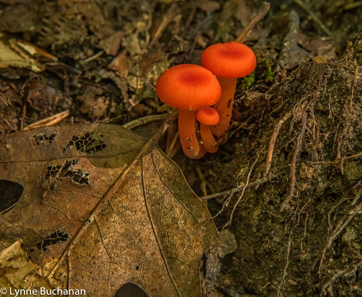 Glowing Red Mushrooms Helping Roots in the Forest