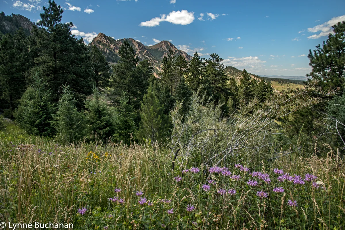 Bee Balm, Eldorado Canyon