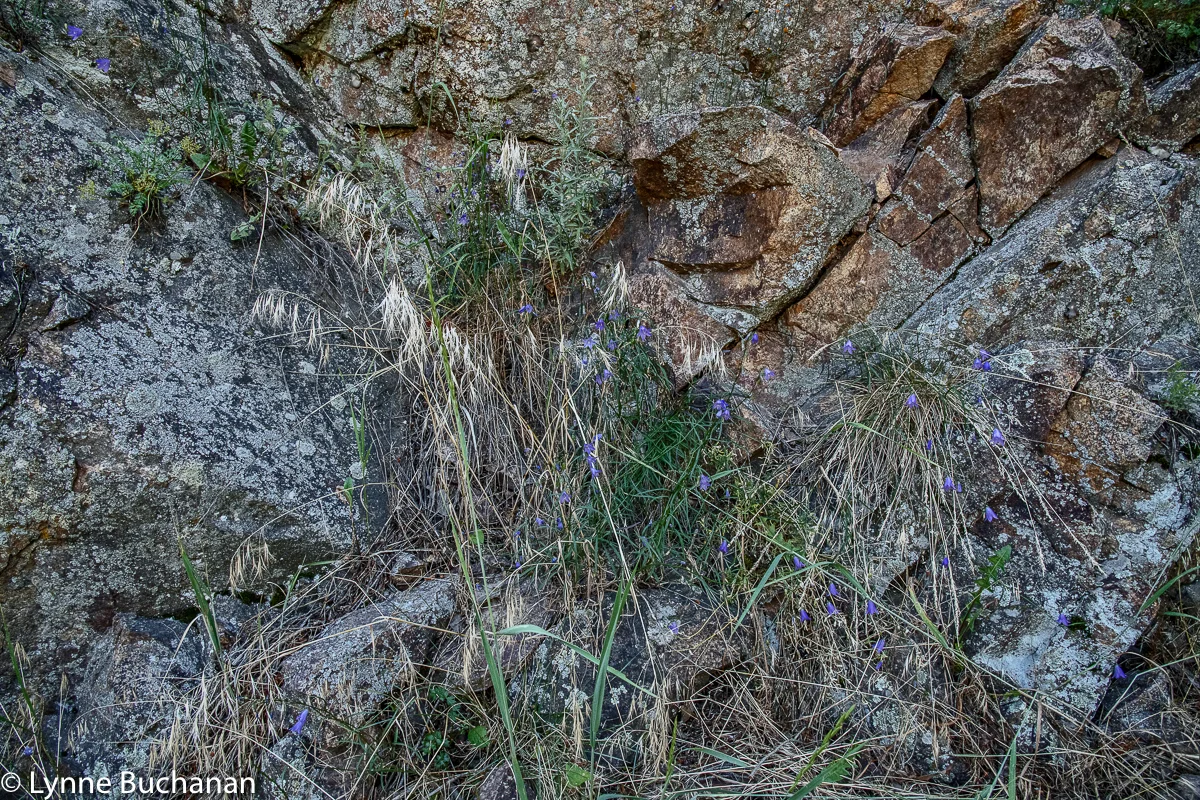 Eldorado Canyon Wall with Wildflowers