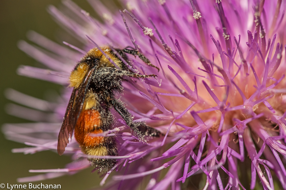Bee Drunk on Thistle Pollen