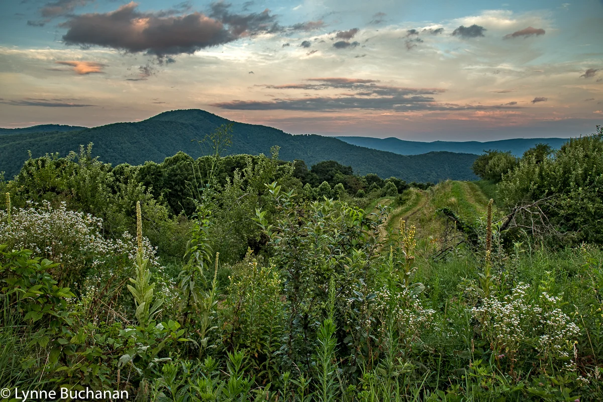 Apple Orchard at Altapass at Dusk
