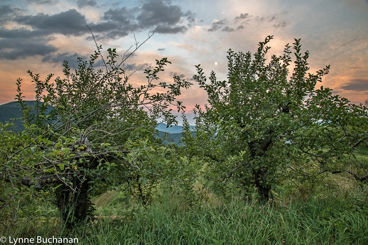 Apple Trees in the 100 Year Old Orchard at Altapass