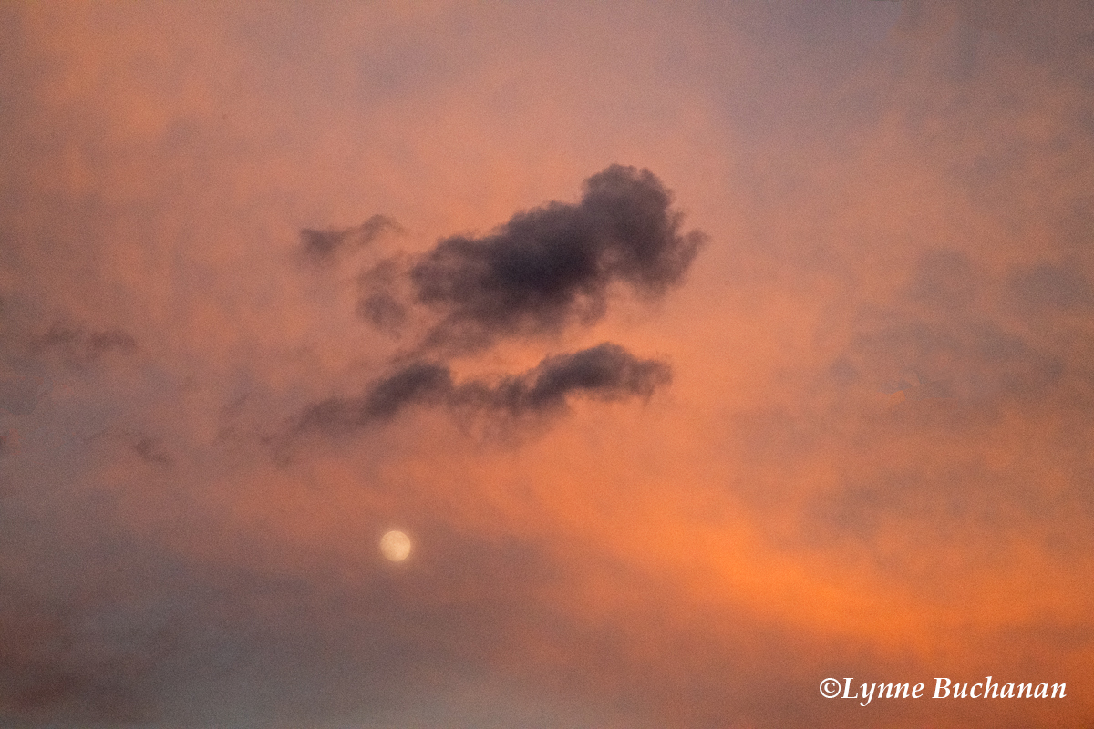Clouds Over the Moon, the Orchard at Altapass