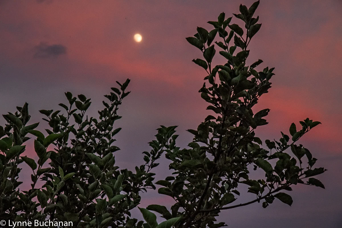 Full Moon through the Apple Tree Branches, the Historic Orchard at Altapass