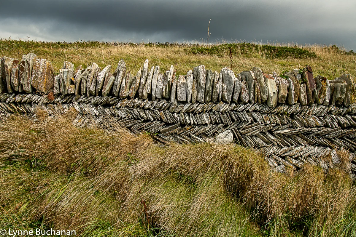 Tintagel Coast Walk Stone Wall with Grasses
