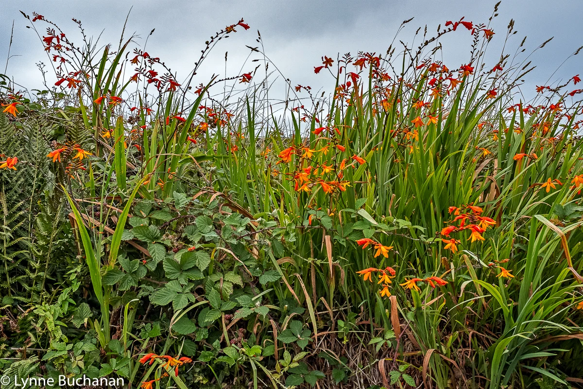 Wildflowers in Tintagel Hedgerows