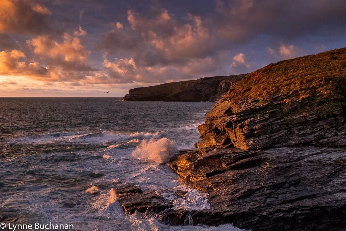 Rocks Near the Port William Bathed in Evening Light with a Lone Seagull Flying.