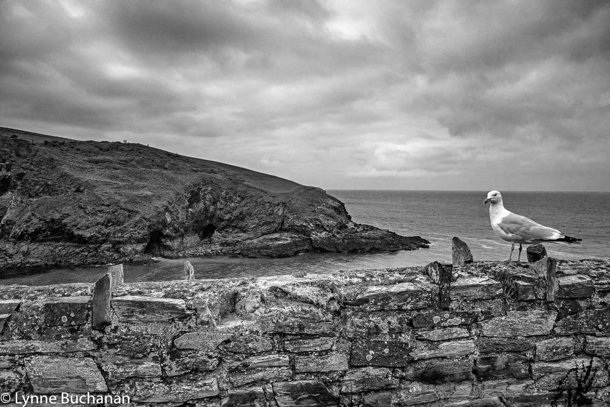 Sea Gull, Port Isaac