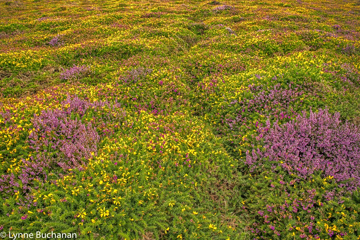 St. Agnes Head Heather and Gorse Patterns