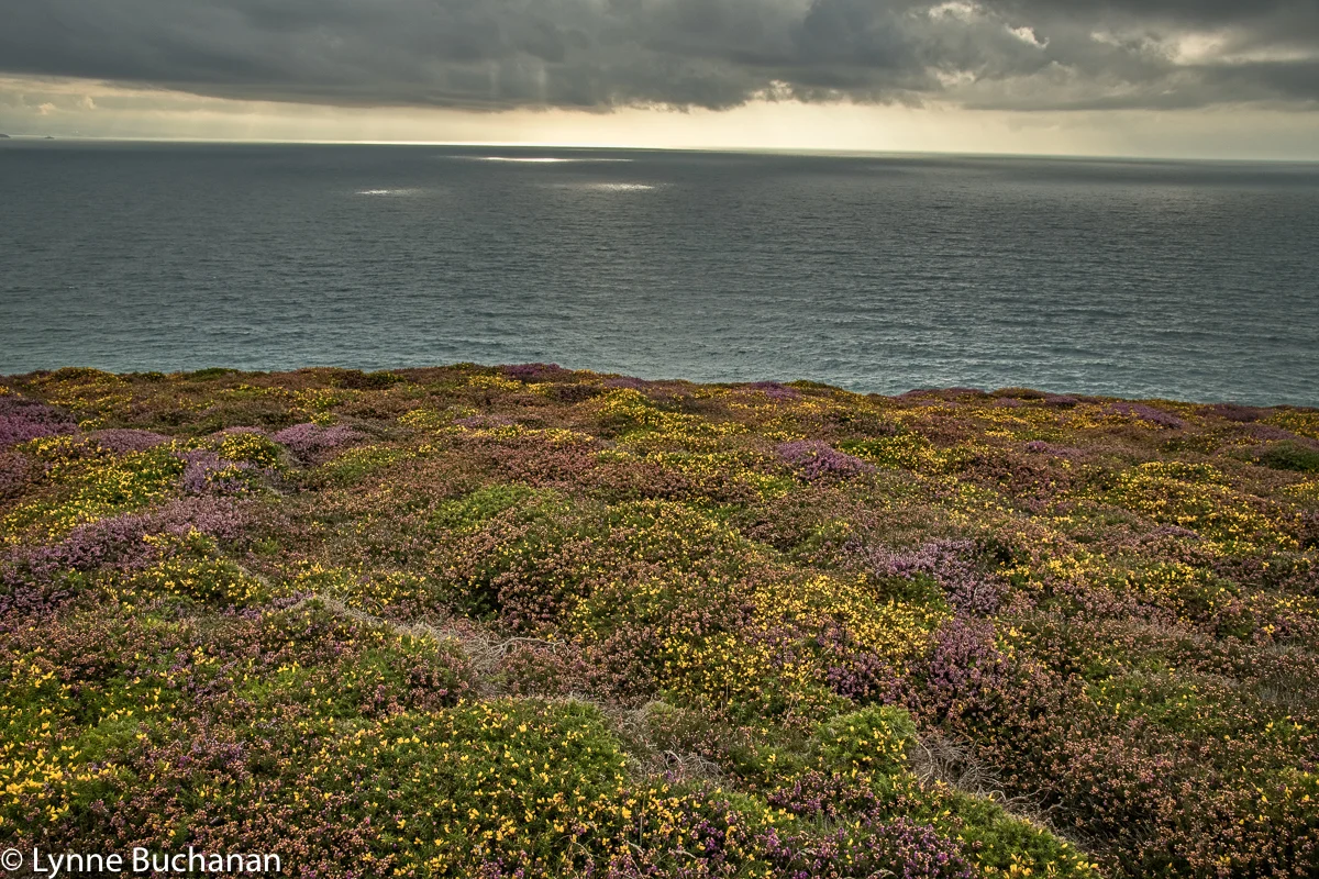 St. Agnes Head Heath and Coast with Spotlights on the Sea