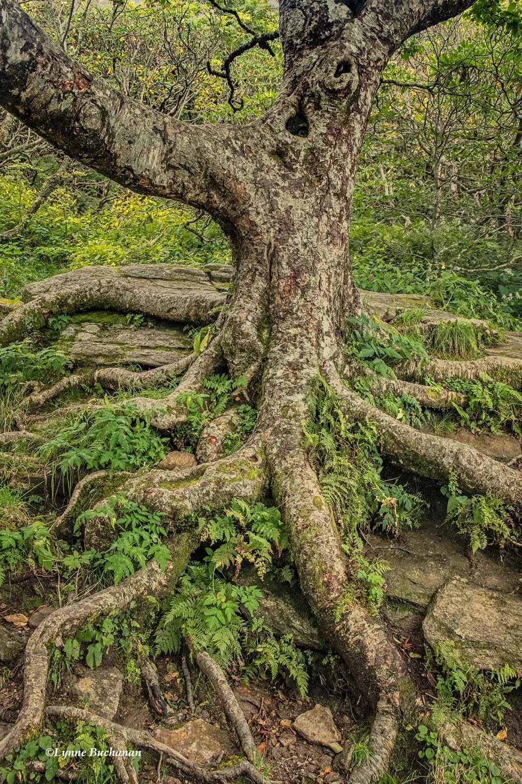 Craggy Gardens, Gnarly Tree Reaching in All Directions