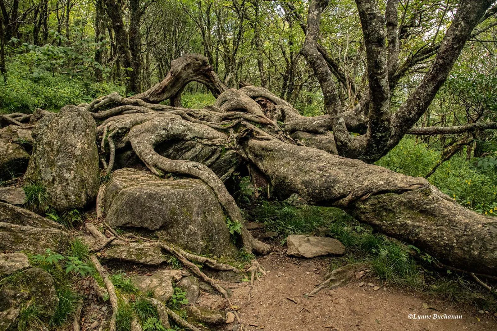 Tree Growing Horizontally from the Earth