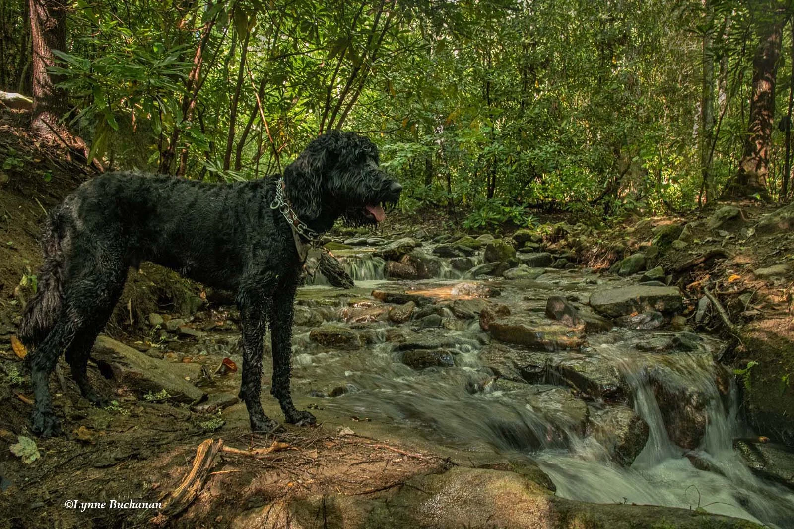 Takoda Watching Shope Creek