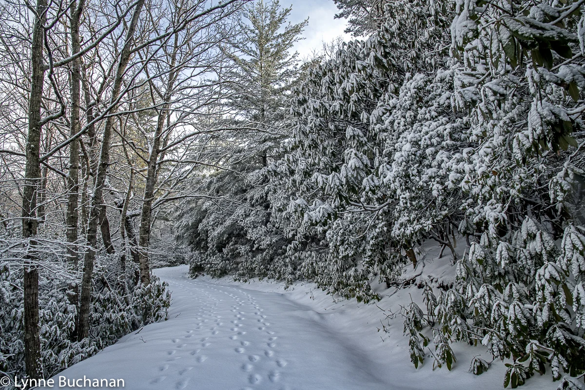 Footsteps Imprinted in the Fresh Snow
