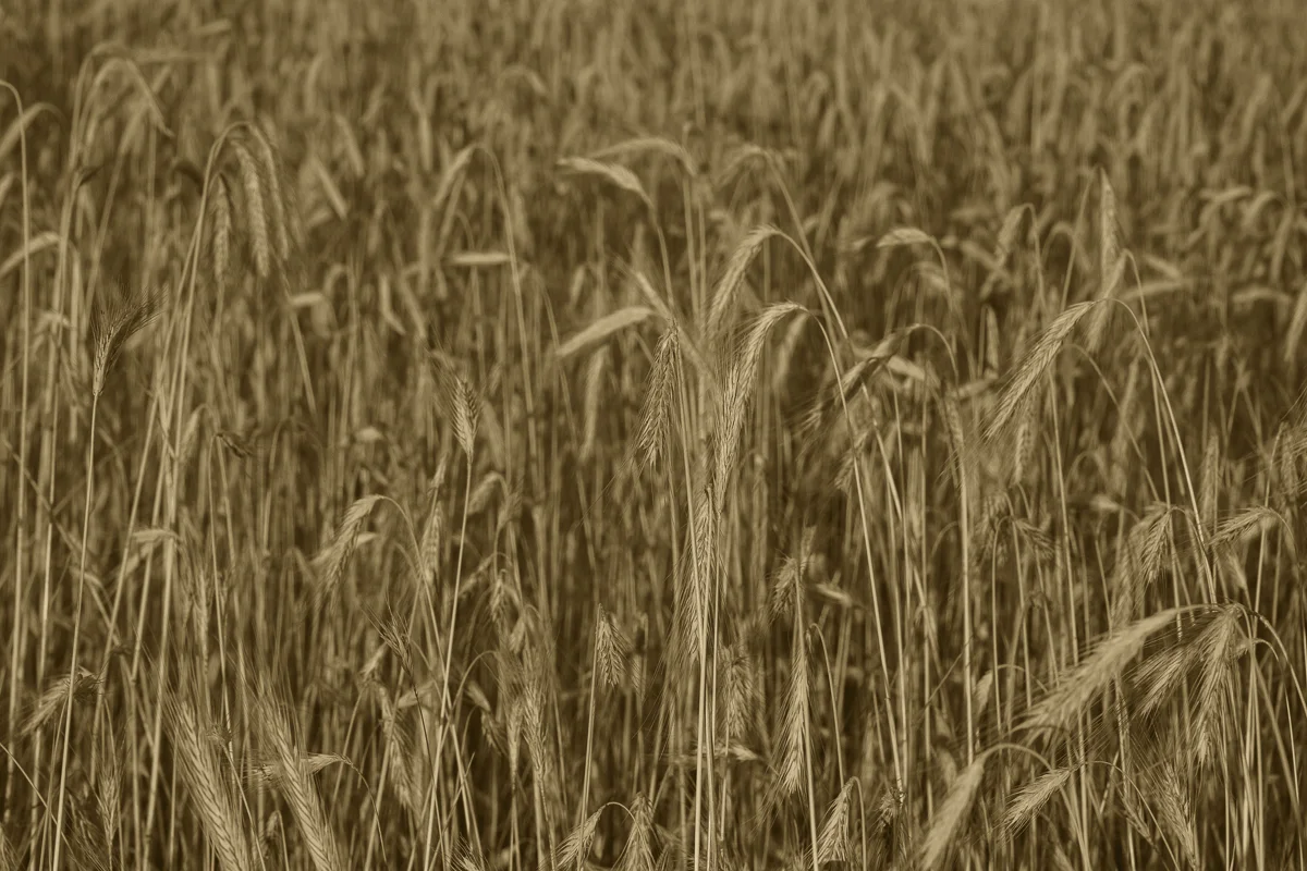 Rye Field, Suwalki