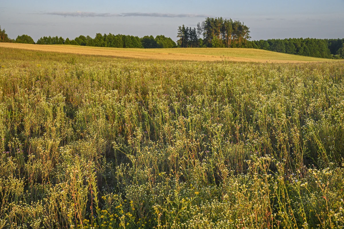 Field of Wildflowers, Suwalki