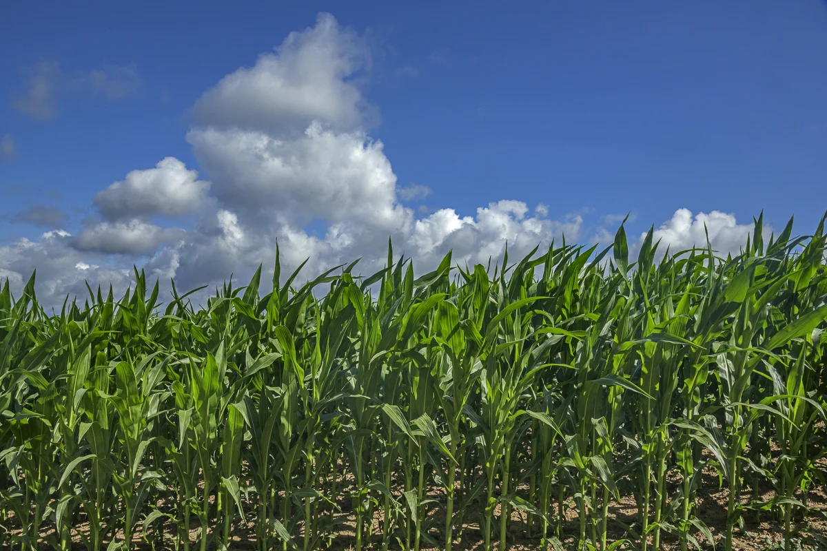 Polish Corn Field, Suwalki