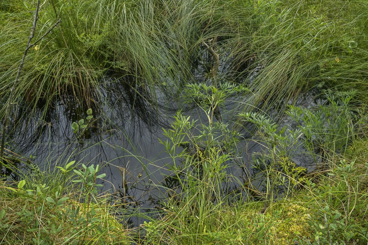 Marsh Area of a Lake in Wigry National Park