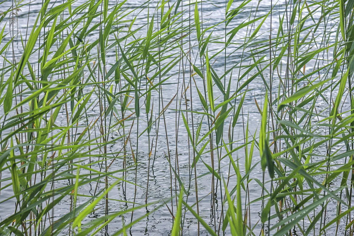 Reeds, Wigry National Landscape Park