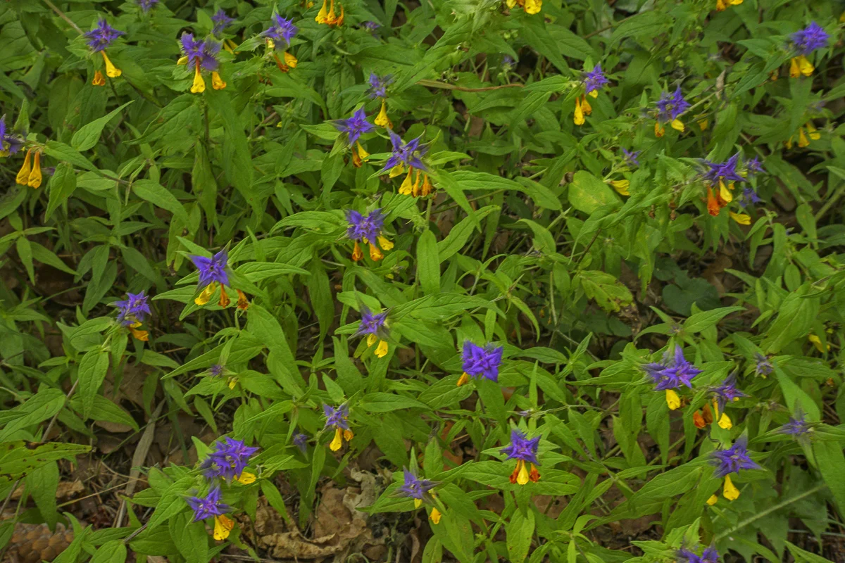 Melampyrum (Cow Wheat), Wigry National Park
