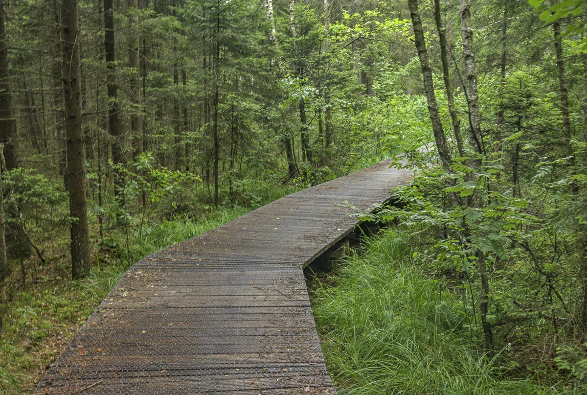 Path Through a Primeval Forest and Wolf Habitat, Wigry National Park