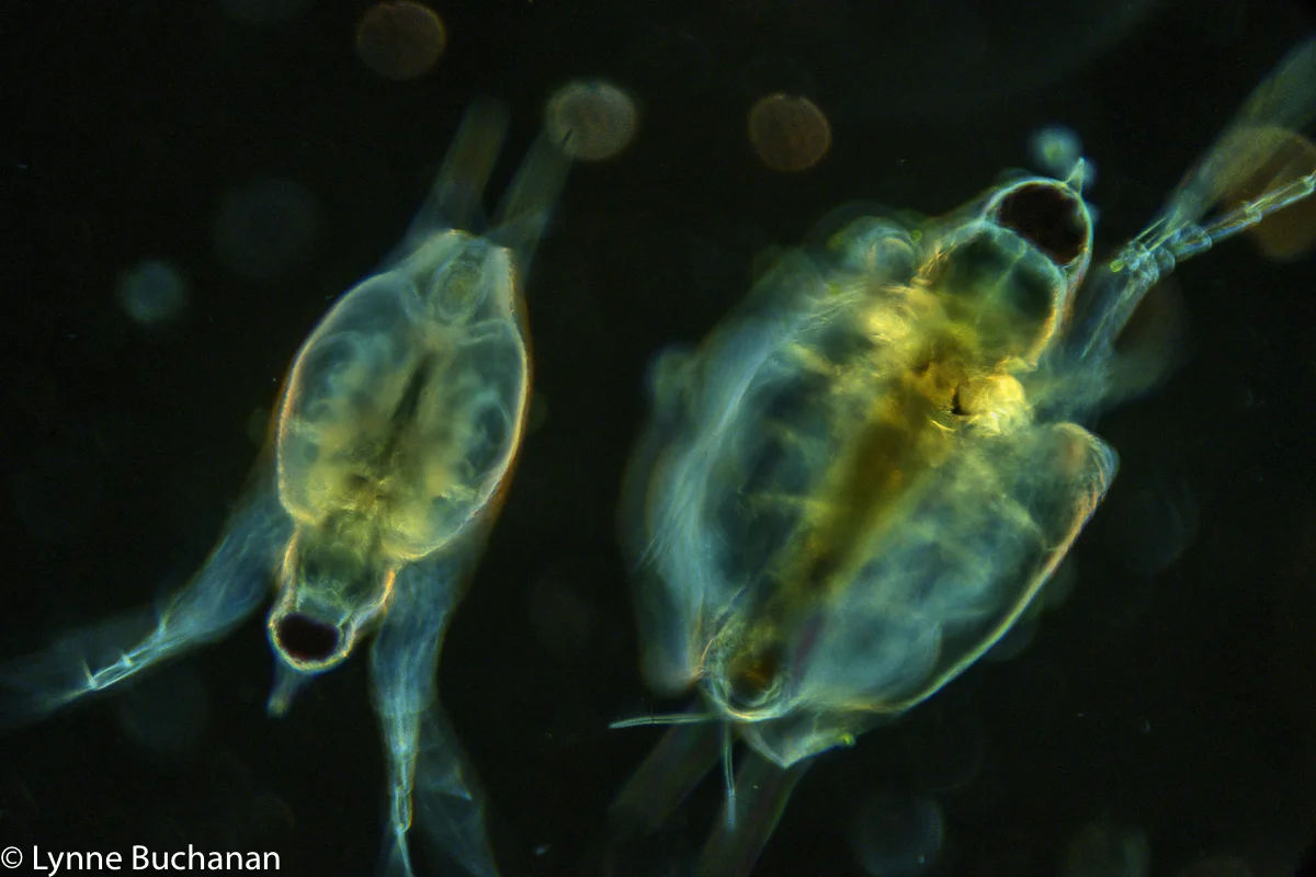 Swimming Cladoceran Pair
