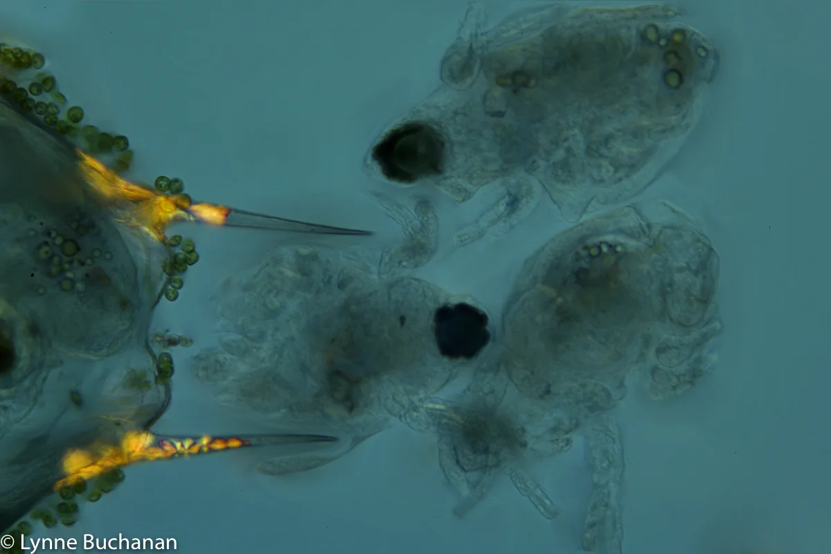 Scapholeberis Cladoceran with Young