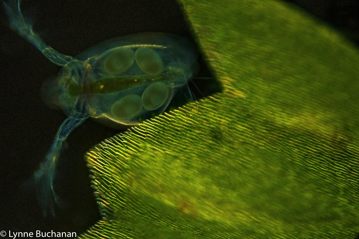 Cladoceran with Embryos Near Vegetation