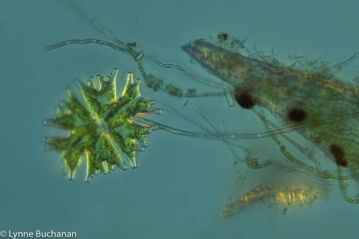 Micrasterias Americana