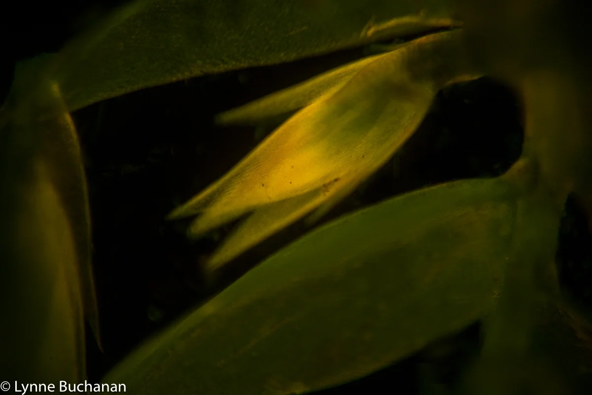 Moss Opening