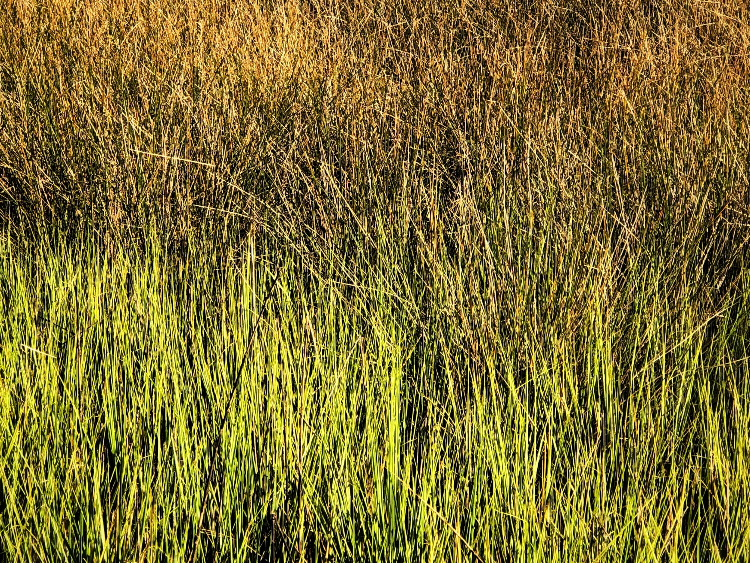 Close up of the Grasses