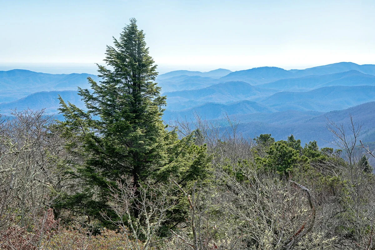 Walker's Knob on the Graybeard Trail and How Walking in Nature Teaches